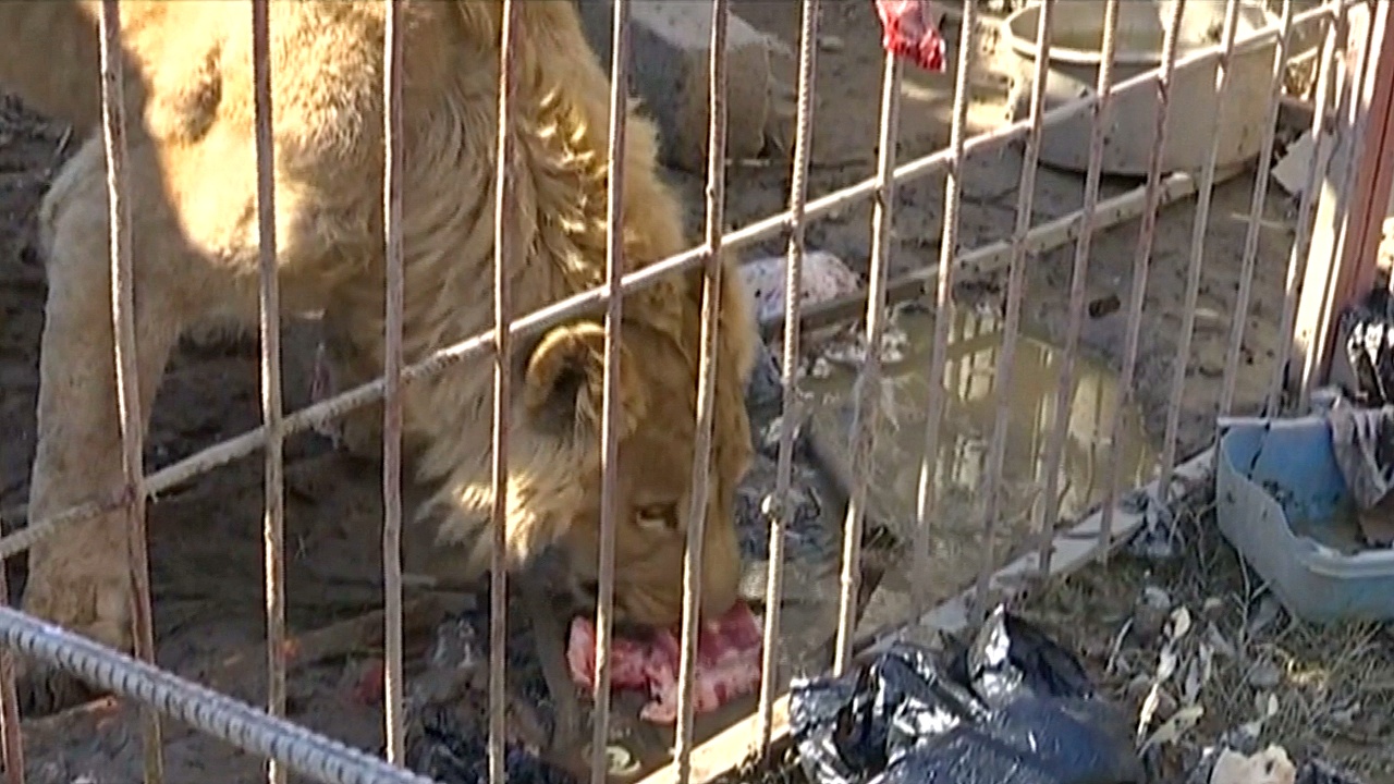 Животных в зоопарке Мосула, наконец, накормили