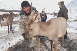 Оленей на снежных склонах Кыргызстана спасают от голода
