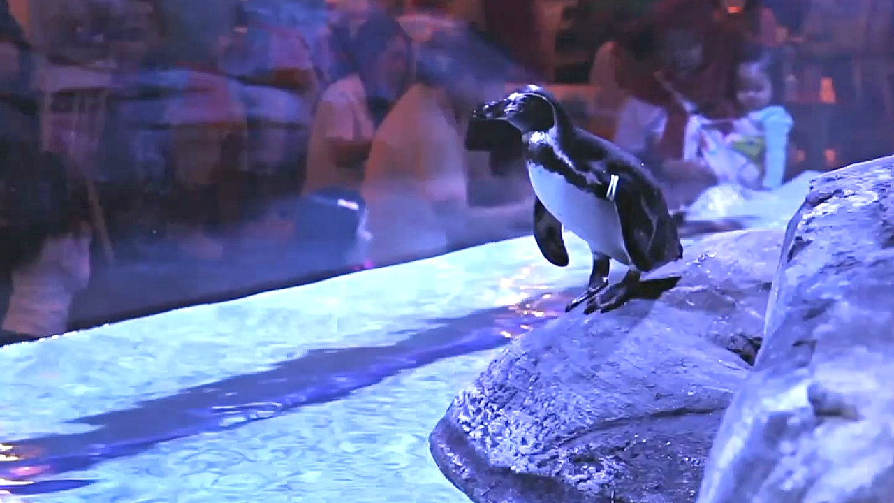 Пингвины развлекают посетителей в ресторане Джакарты