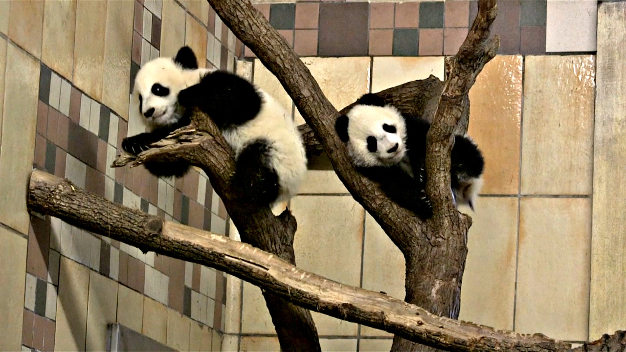 Пандам-близнецам в венском зоопарке исполнилось полгода