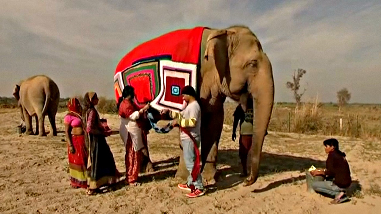 В Индии слонам вяжут свитеры