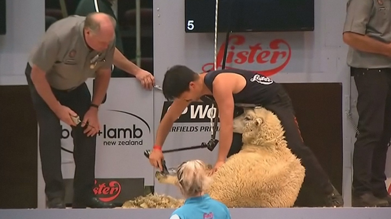 В искусстве стрижки овец соревнуются в Новой Зеландии