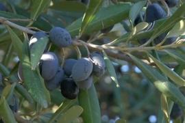 Производство оливкового масла в Алжире под угрозой из-за засухи