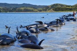 Туши 300 дельфинов могут взорваться на новозеландском берегу