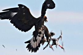 Во Франции орлов учат перехватывать дроны