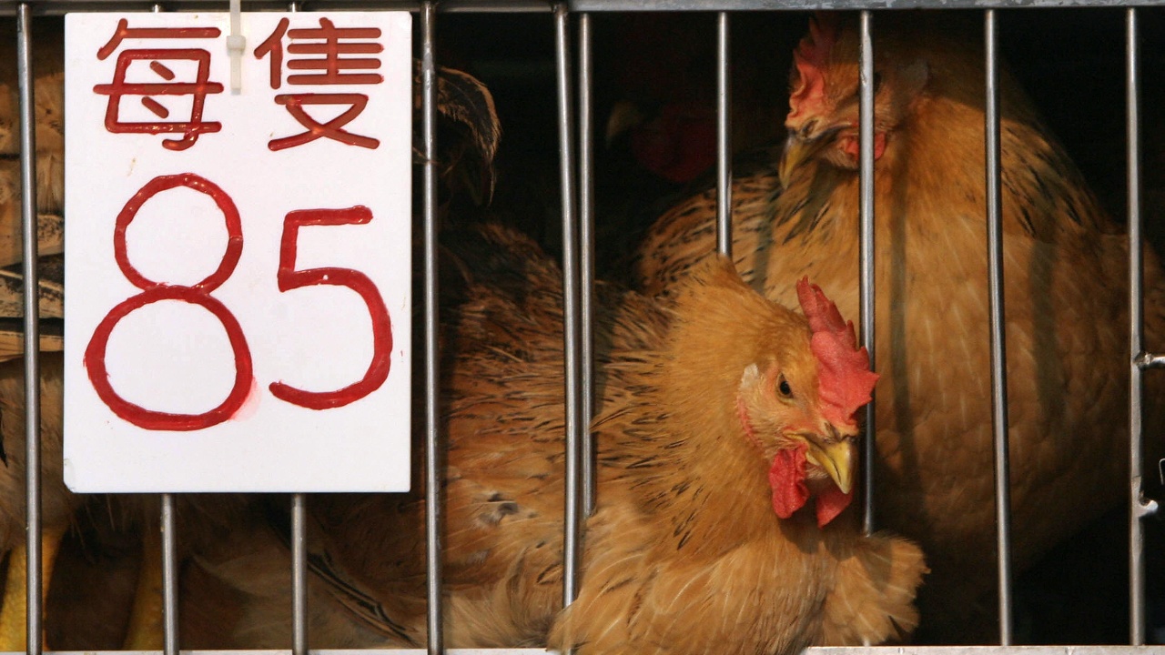 Китаю грозит худшая вспышка птичьего гриппа H7N9