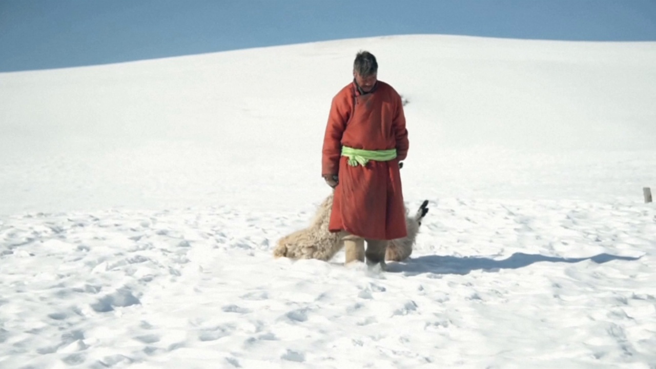 Из-за морозов Монголия второй год подряд страдает от бескормицы