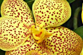 Грандиозная выставка орхидей открылась в Нью-Йорке