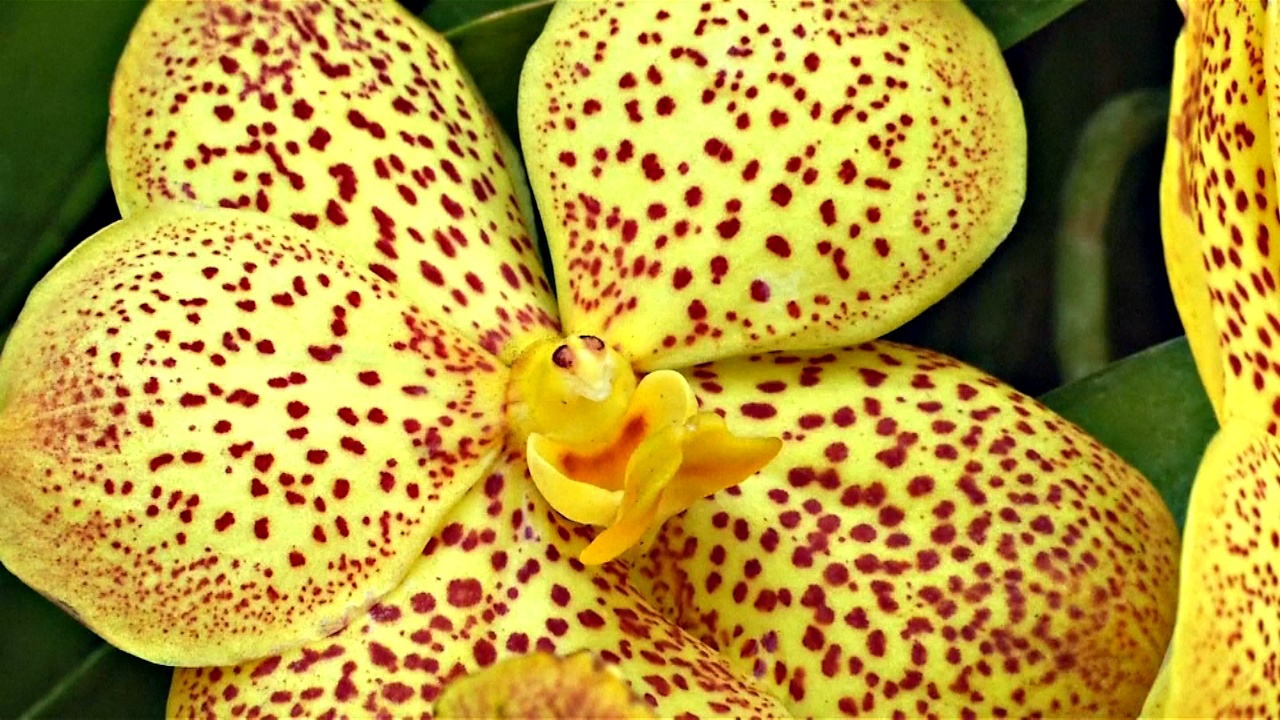 Грандиозная выставка орхидей открылась в Нью-Йорке