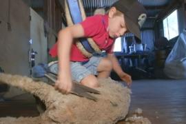 5-летний австралиец профессионально стрижёт овец