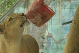 Посетители зоопарка в Колумбии помогают животным пережить жару