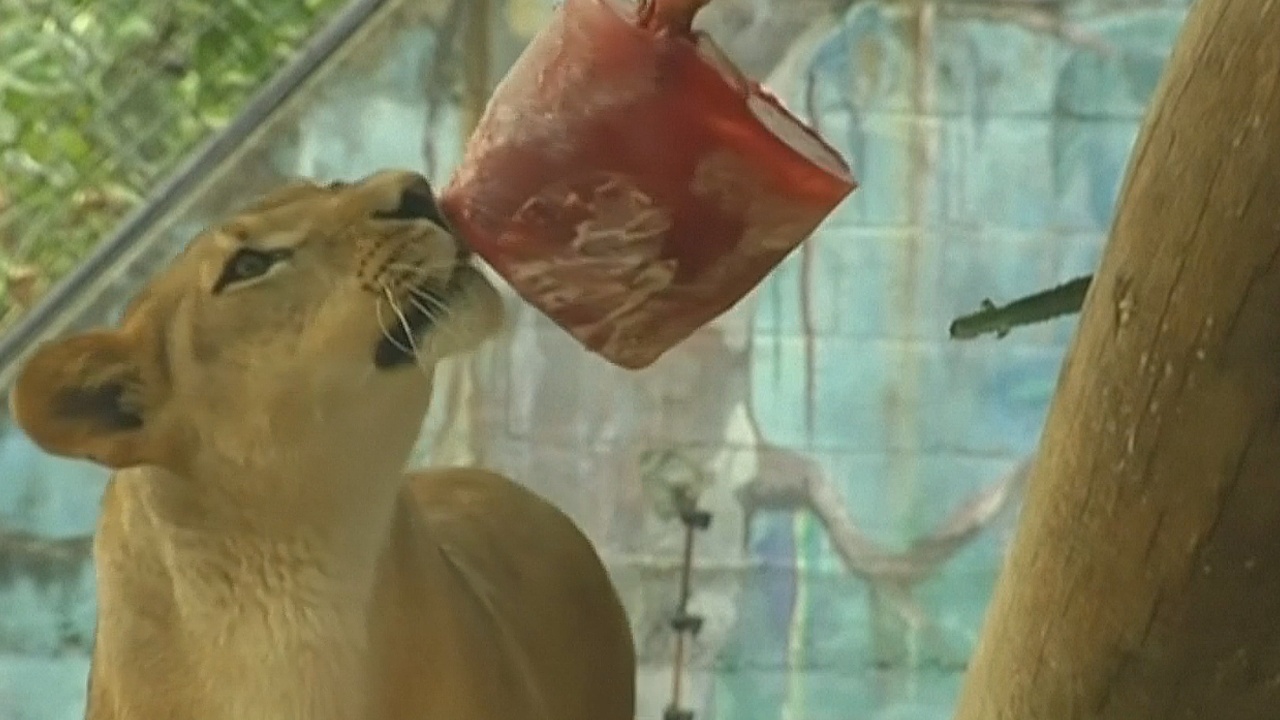 Посетители зоопарка в Колумбии помогают животным пережить жару