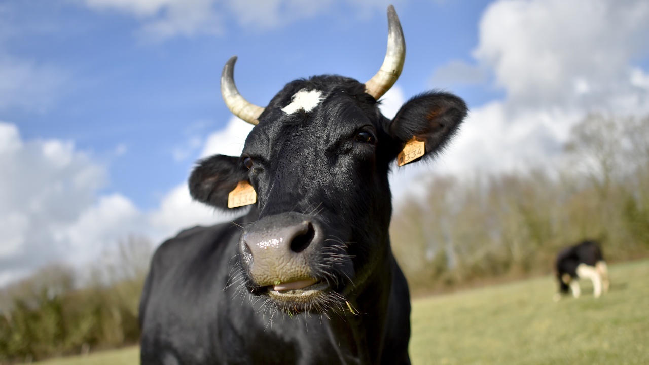 Самая знаменитая корова Франции встретится с президентом