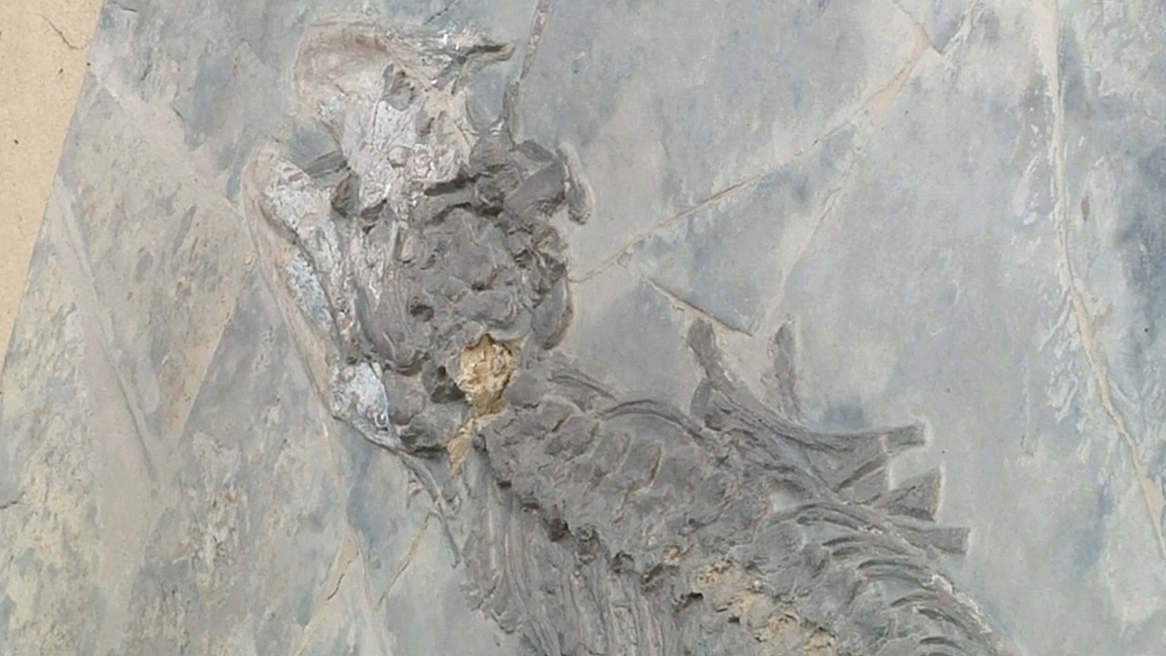 В Мексике показали скелет неизвестной доисторической рептилии
