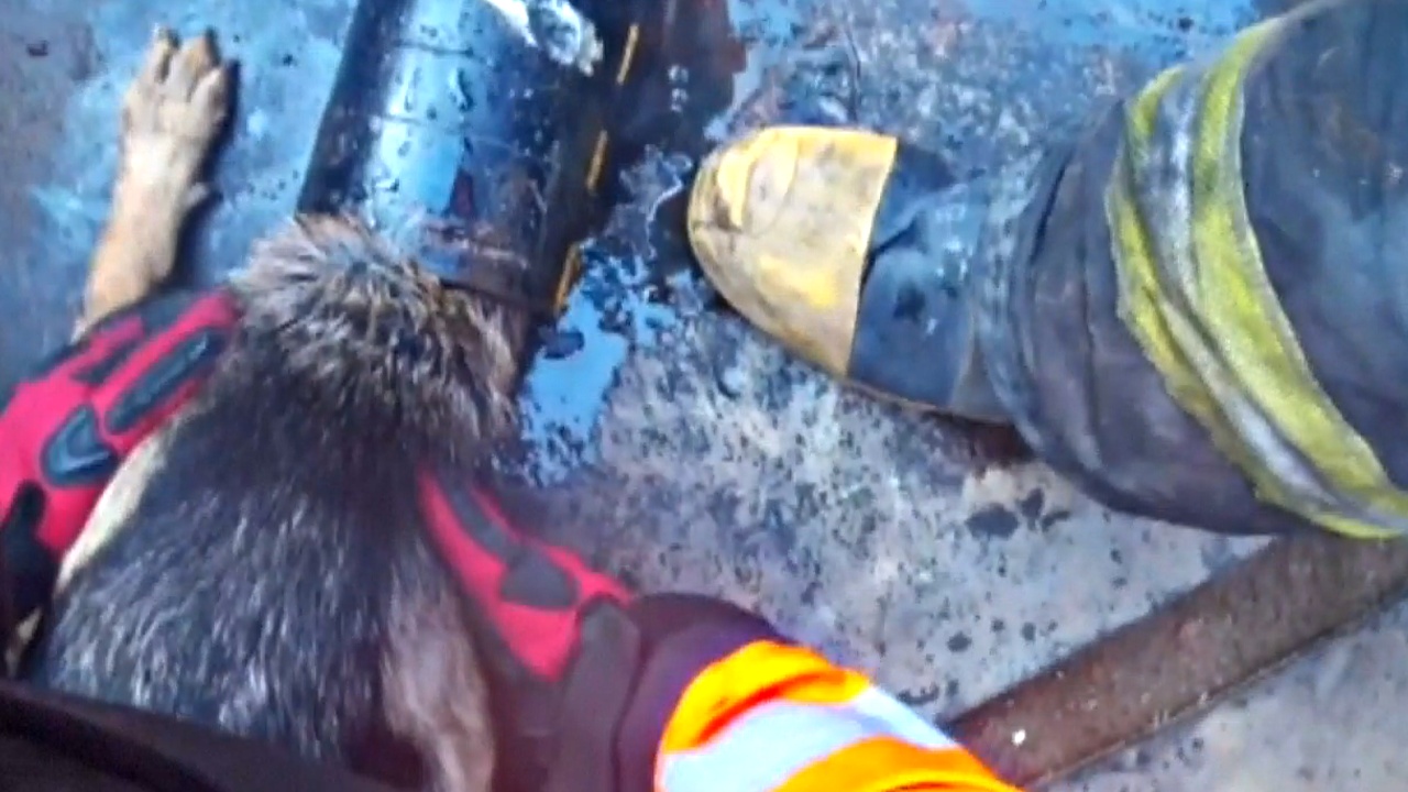 Собаку, застрявшую в стальной трубе, спасли пожарные