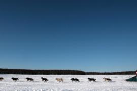 Знаменитая гонка на собачьих упряжках стартовала на Аляске