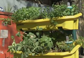«Умные» вертикальные фермы вдохновляют горожан на садоводство