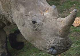 В зоопарке Франции браконьеры убили носорога
