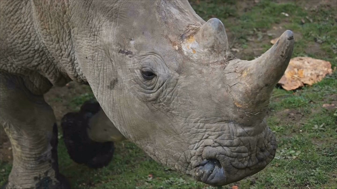 В зоопарке Франции браконьеры убили носорога