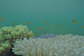 «Гринпис»: обесцвечивание Большого Барьерного рифа беспрецедентно