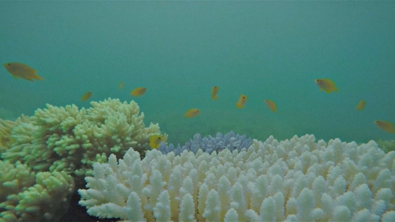 «Гринпис»: обесцвечивание Большого Барьерного рифа беспрецедентно