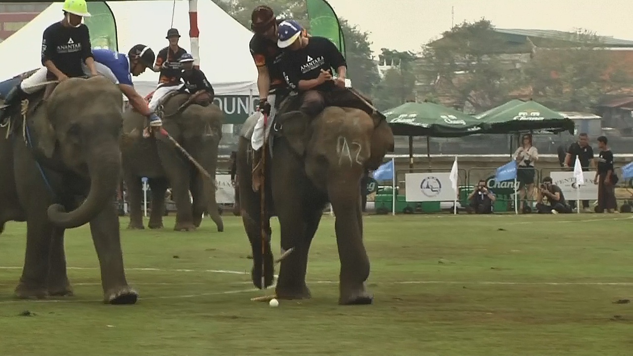 Тайские слоны играют в поло, чтобы помочь собратьям