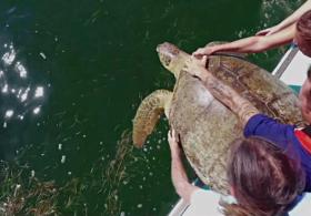 Спасённую морскую черепаху вернули в дикую природу