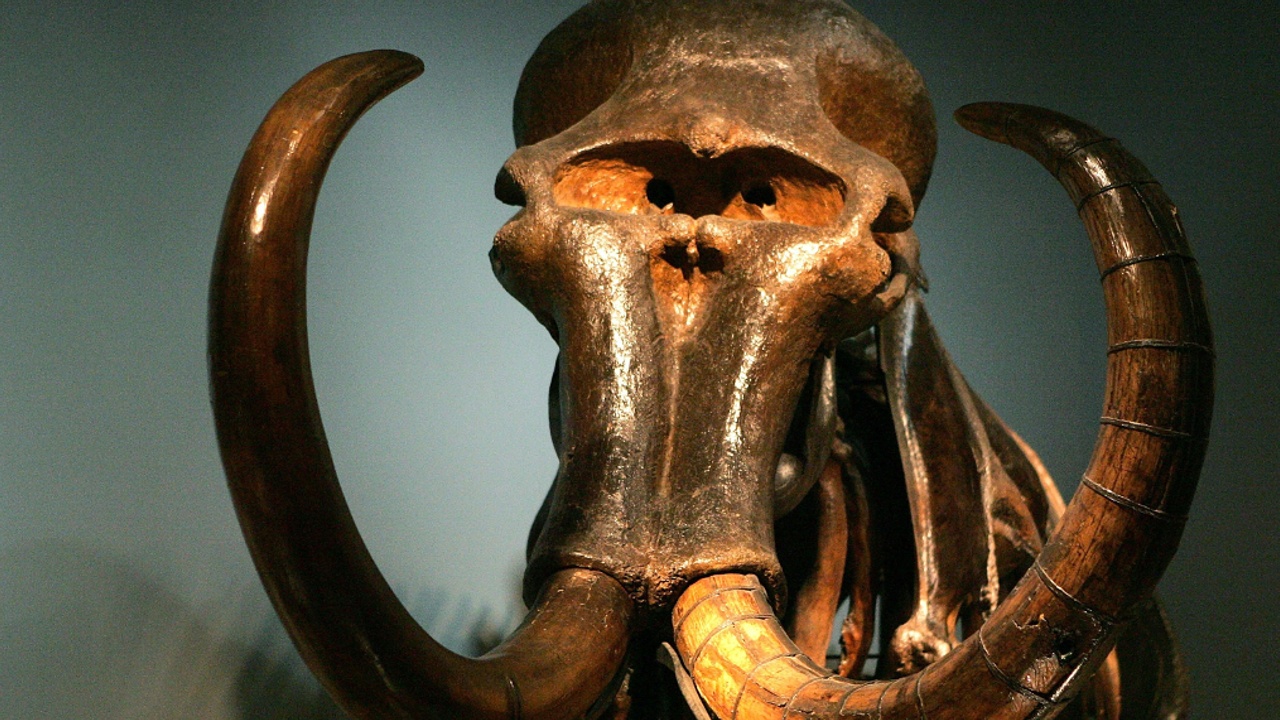 Кости мамонта больше расскажут о жизни первобытных людей