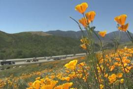 Калифорнийский мак бурно цветёт после дождливой зимы