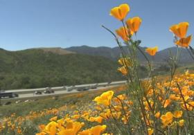 Калифорнийский мак бурно цветёт после дождливой зимы