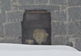 Финляндия: белый медвежонок впервые вышел из логова