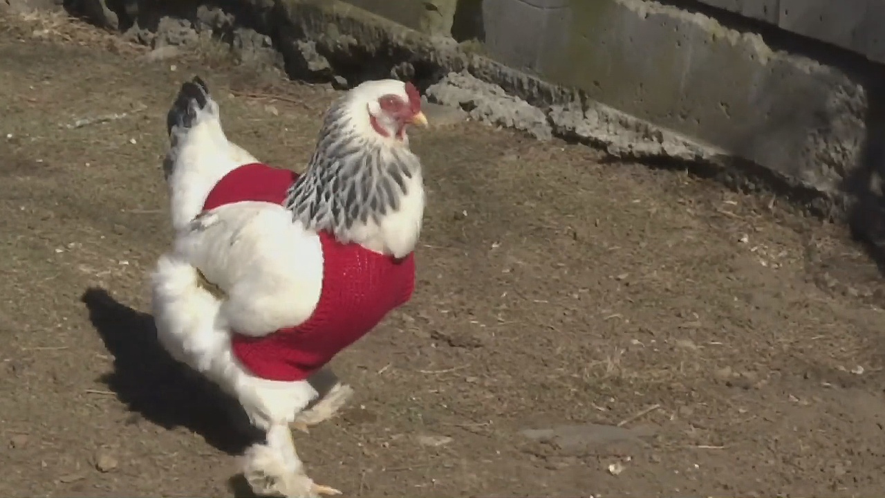 Свитера для кур: птиц спасают от холода