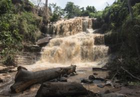 Гана: упавшим деревом убило 20 школьников