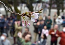 В Токио заметили первые цветы сакуры