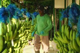 Банановая отрасль Колумбии надеется увеличить экспорт
