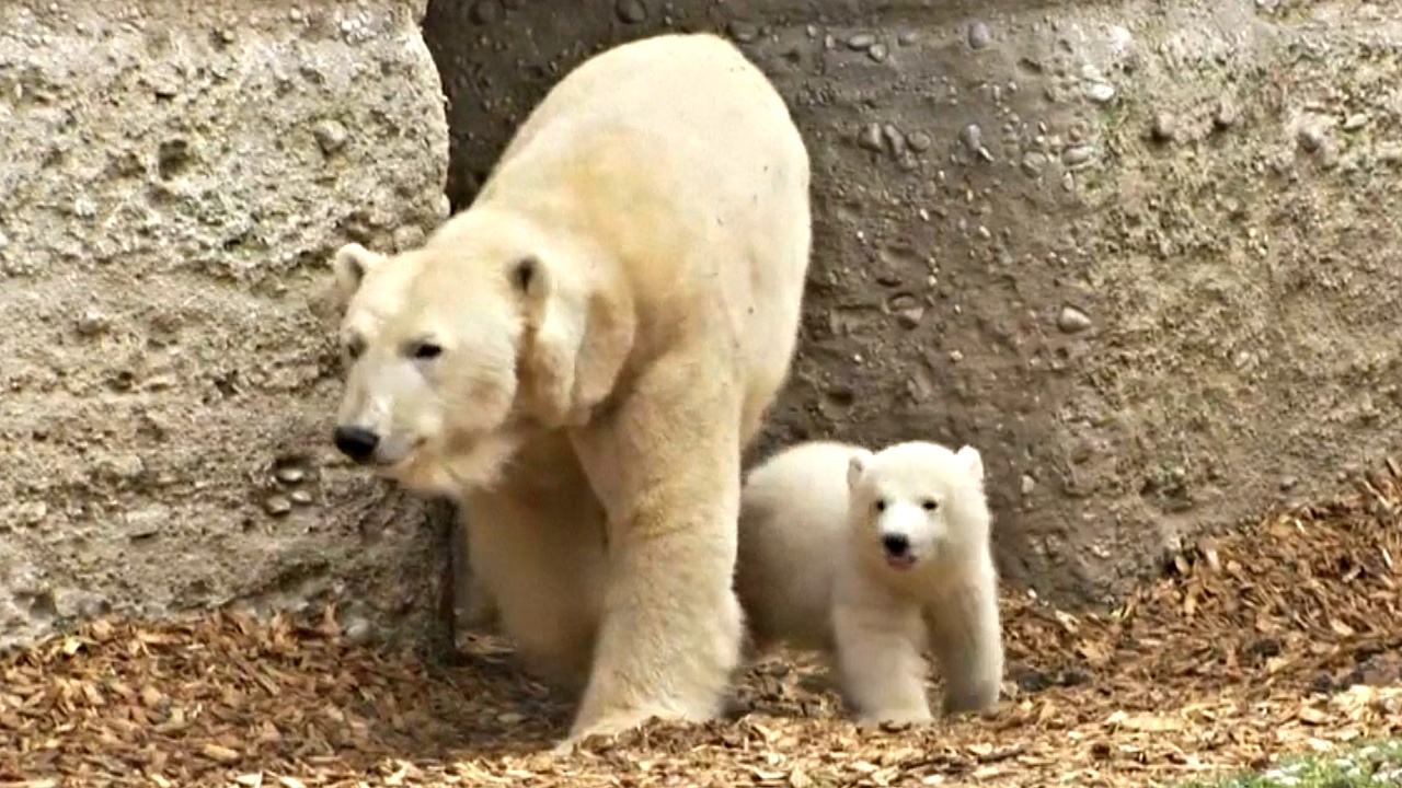 Белому медвежонку в зоопарке Мюнхена дали имя