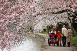В Вашингтоне цветёт сакура