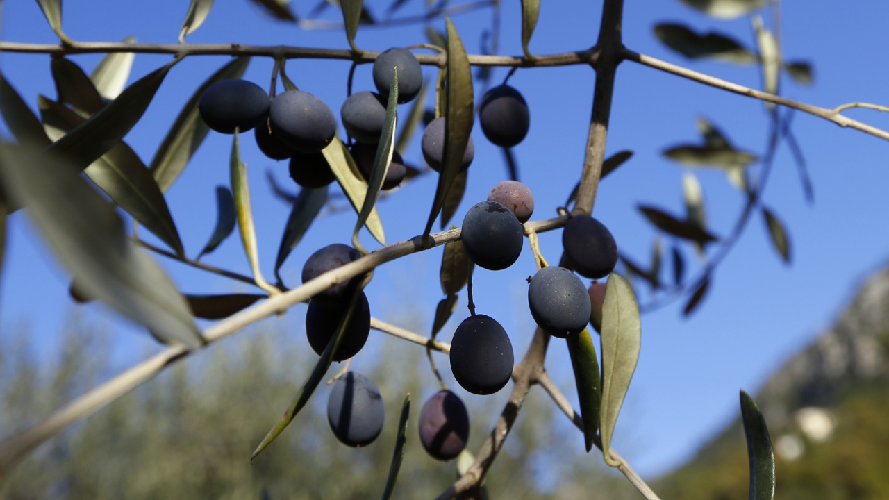 Истрию признали регионом, где производят лучшее оливковое масло