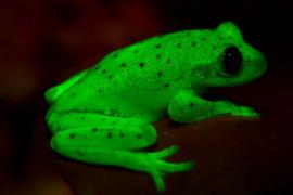 В Аргентине нашли первую в мире флуоресцентную лягушку