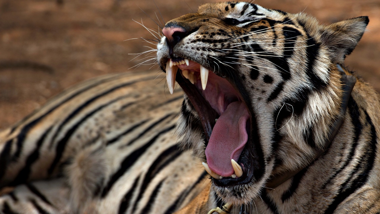 Редких индокитайских тигров в Таиланде стало больше