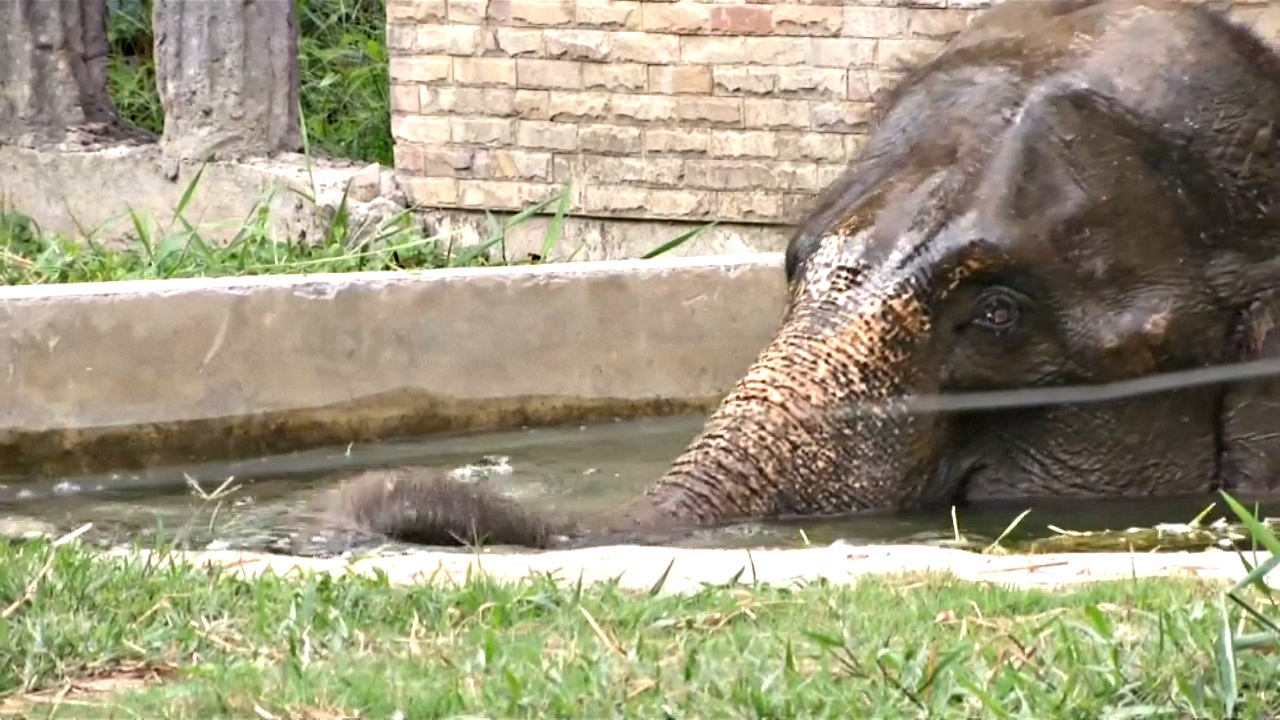 Животных в зоопарке Бангкока спасают от жары