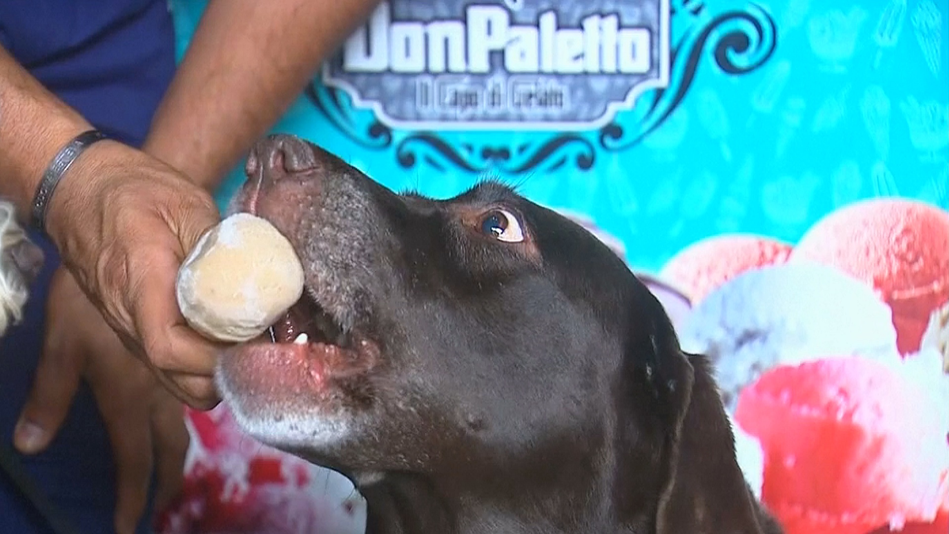 В Мехико собак балуют специальным мороженым