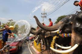 Туристы и слоны устроили водные бои в Таиланде