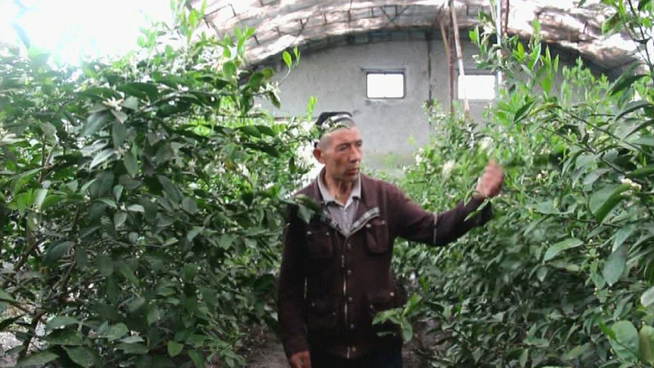 Узбекских фермеров снабжают саженцами лимона и курами