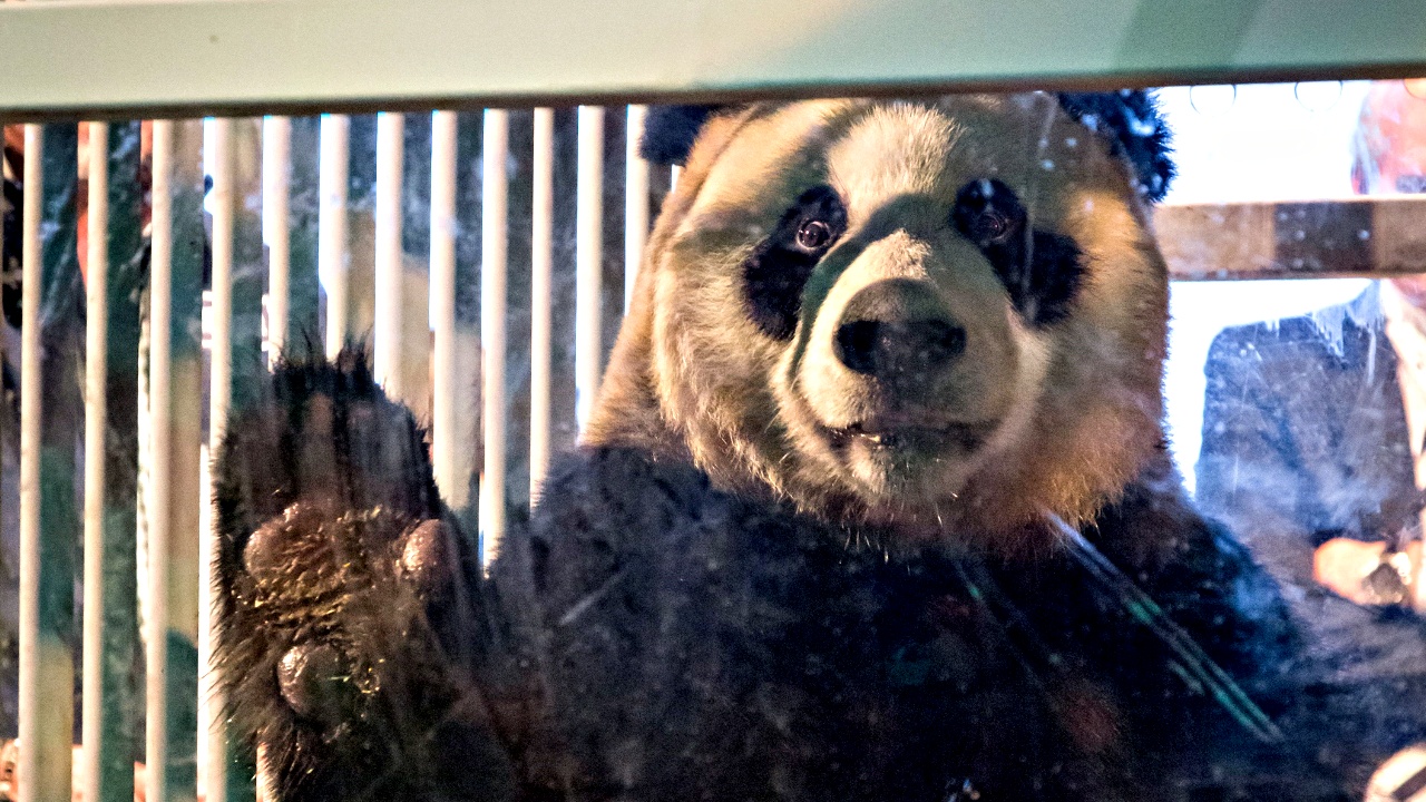 Две большие панды станут звёздами зоопарка в Нидерландах