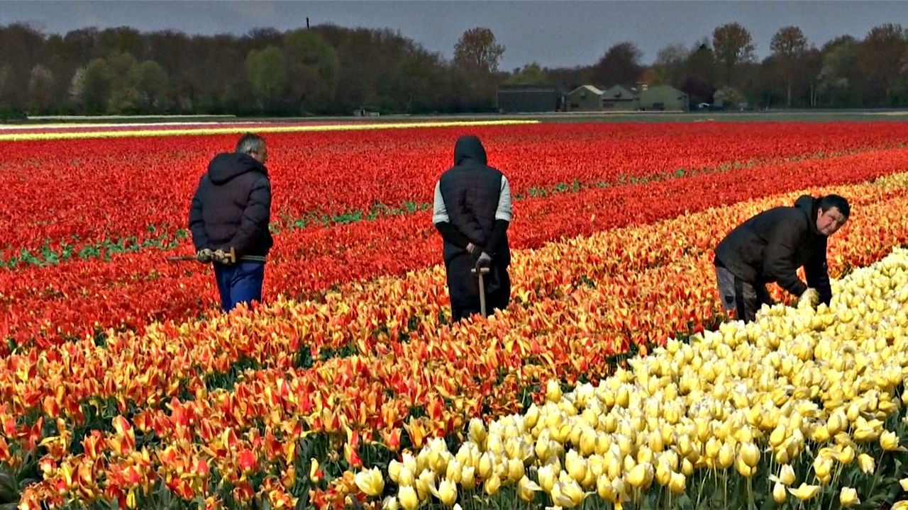Дикие гиацинты цветут в Бельгии, а Нидерланды украсили тюльпаны