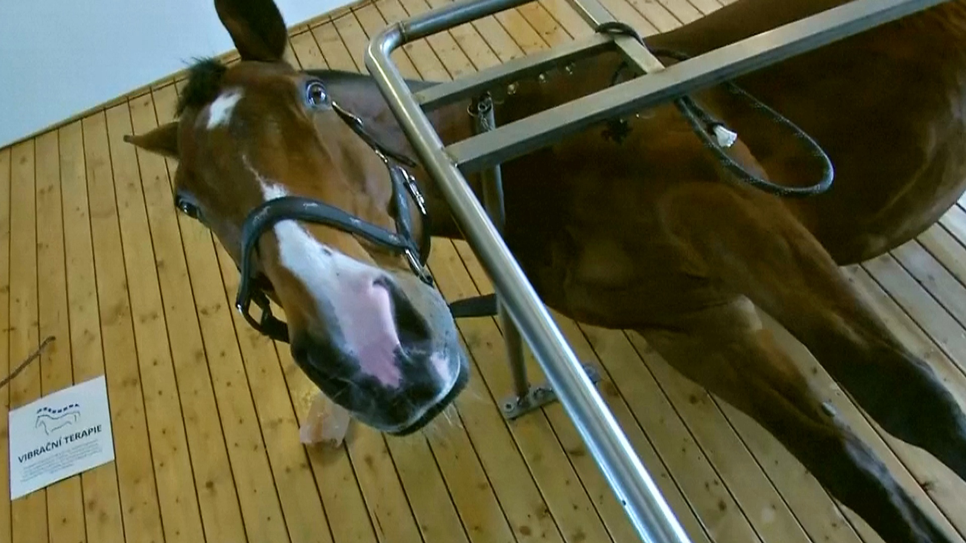 В Чехии работает оздоровительный центр для лошадей