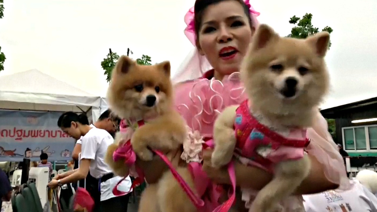 Сотни собак в Бангкоке пробежали благотворительный кросс