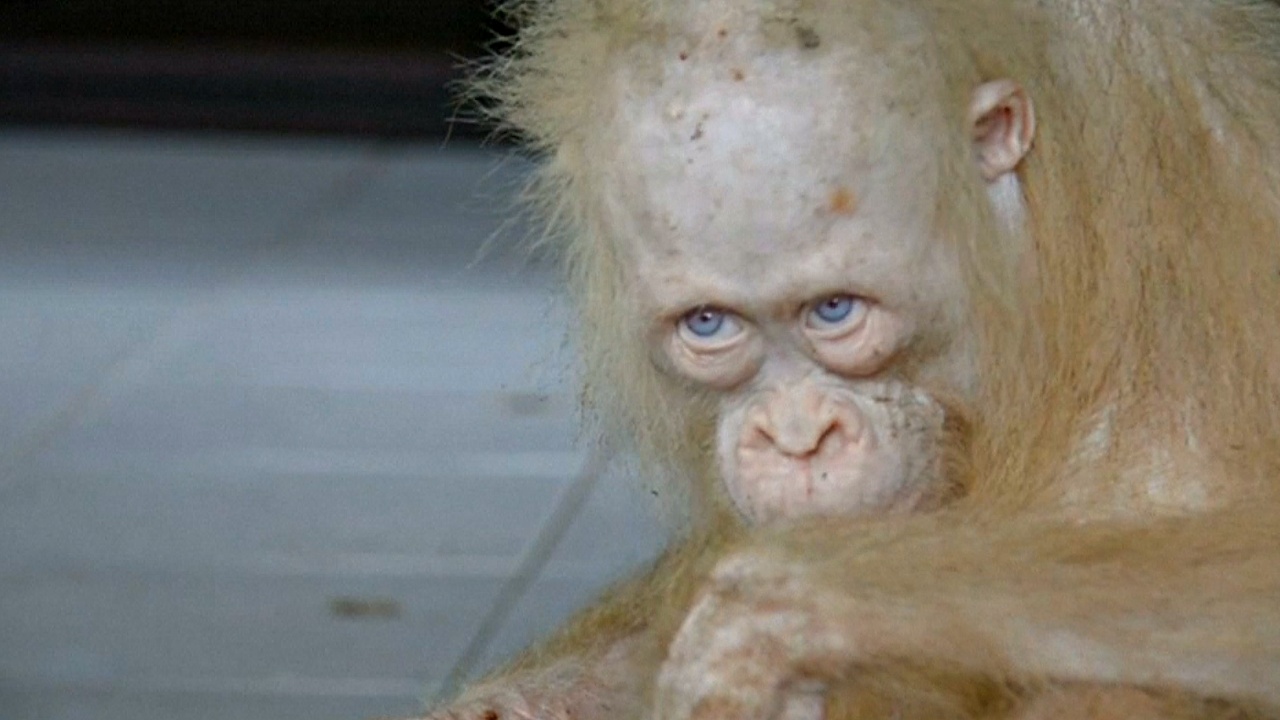 Спасённый орангутан-альбинос идёт на поправку