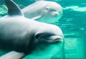 Во Франции запретили разводить дельфинов в неволе